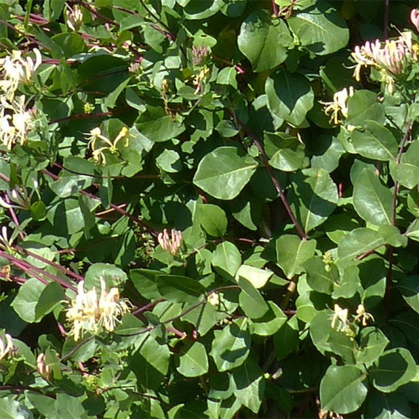 Madreselva de los bosques - Lonicera periclymenum Graham thomas (Follaje)
