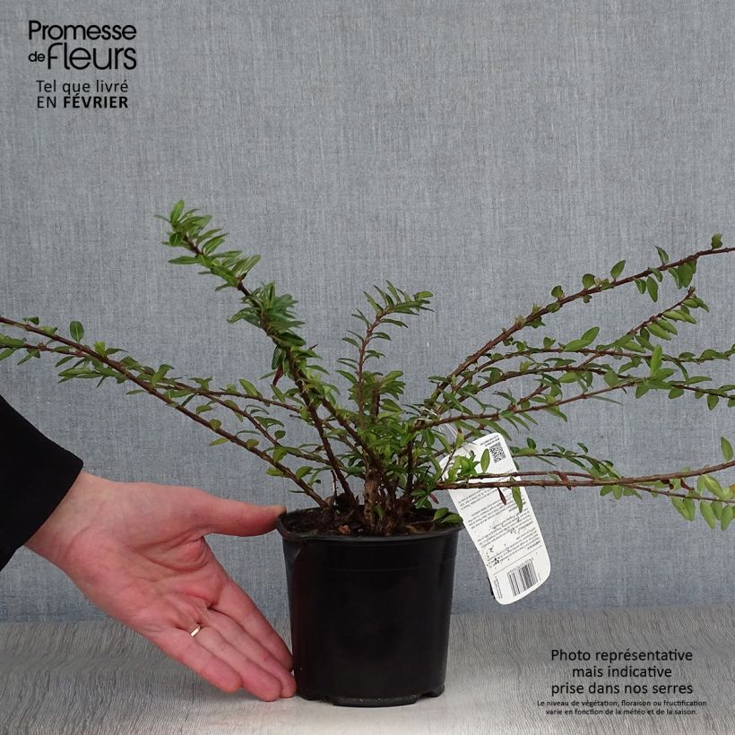 Lonicera pileata Maceta 1L/1,5L Ejemplar entregado en invierno