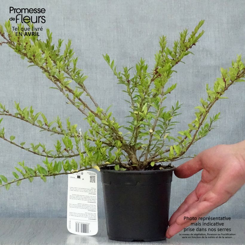 Lonicera pileata Maceta 1L/1,5L Ejemplar entregado en la primavera