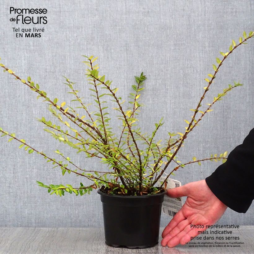 Lonicera pileata Maceta 2L/3L Ejemplar entregado en invierno