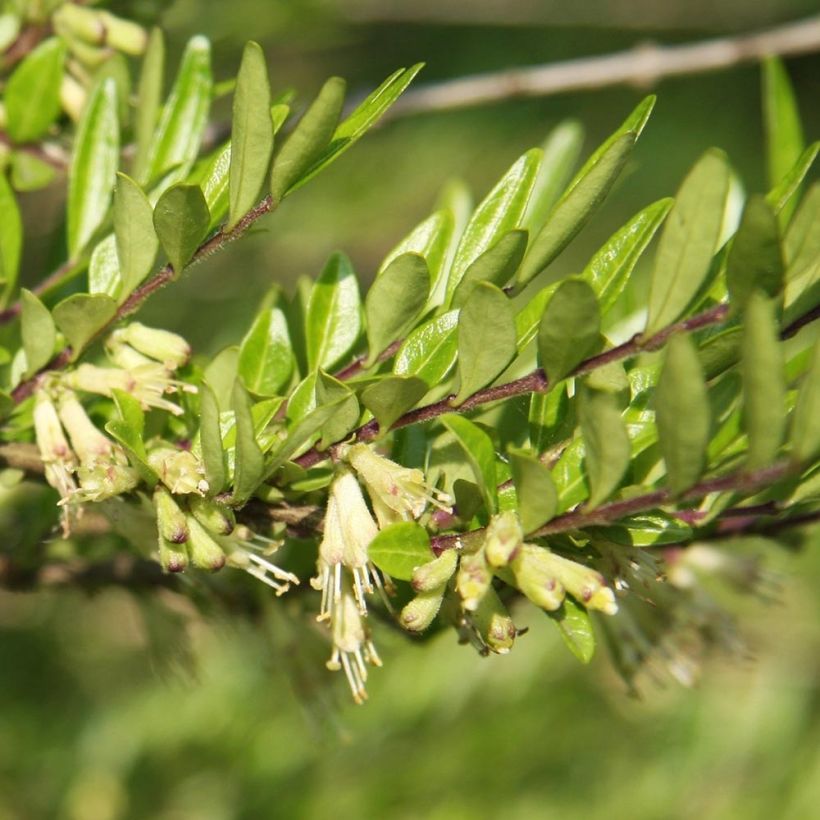 Lonicera pileata Mossgreen (Follaje)