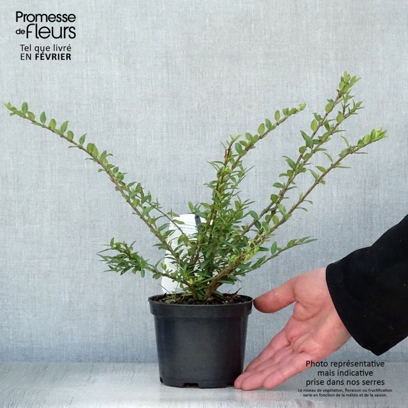 Lonicera pileata Mossgreen Maceta 1L/1,5L Ejemplar entregado en invierno