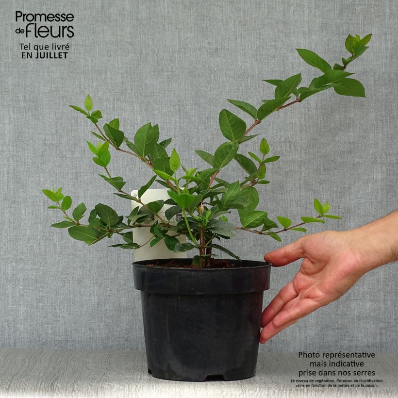Ejemplar de Lonicera purpusii Winter Beauty - Madreselva Maceta 2L/3L entregado en verano