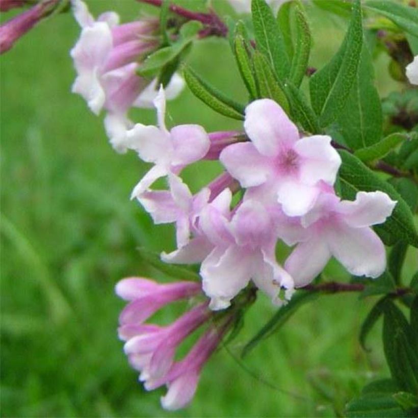 Lonicera syringantha - Madreselva Lilas (Floración)