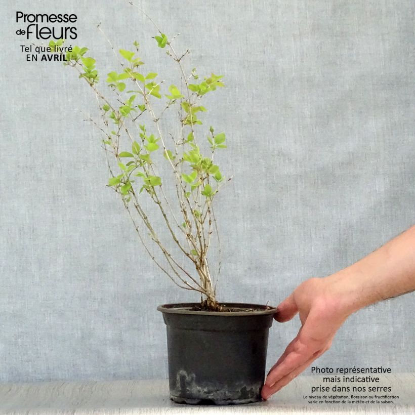 Lonicera tatarica - Madreselva tatarian Maceta 2L/3L Ejemplar entregado en la primavera