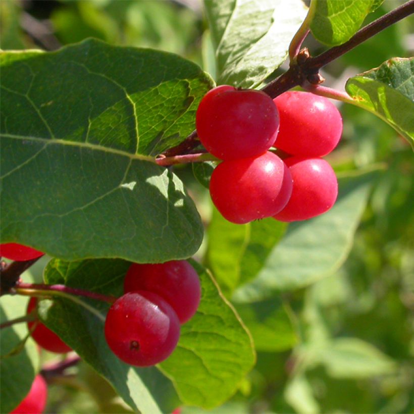Lonicera tatarica Hack's Red - Madreselva tatarian (Cosecha)
