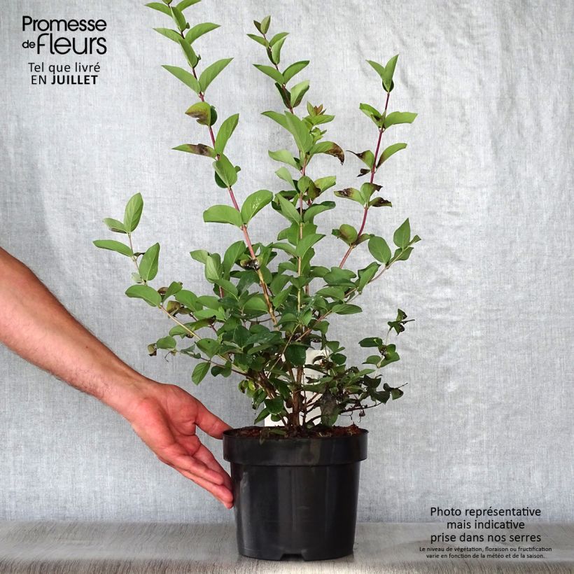 Ejemplar de Lonicera tatarica Hack's Red - Madreselva tatarian Maceta 3L/4L entregado en verano