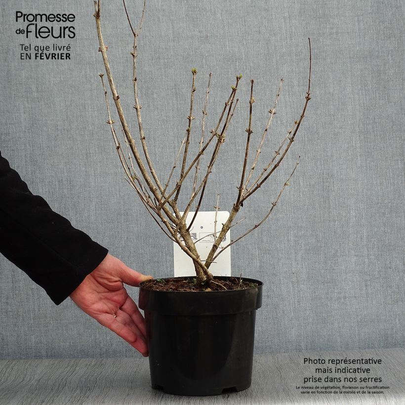 Lonicera tatarica Hack's Red - Madreselva tatarian Maceta 3L/4L Ejemplar entregado en invierno