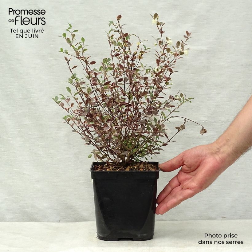 Ejemplar de Lophomyrtus Magic dragon - Pequeña estrella Maceta 2L/3L entregado en verano