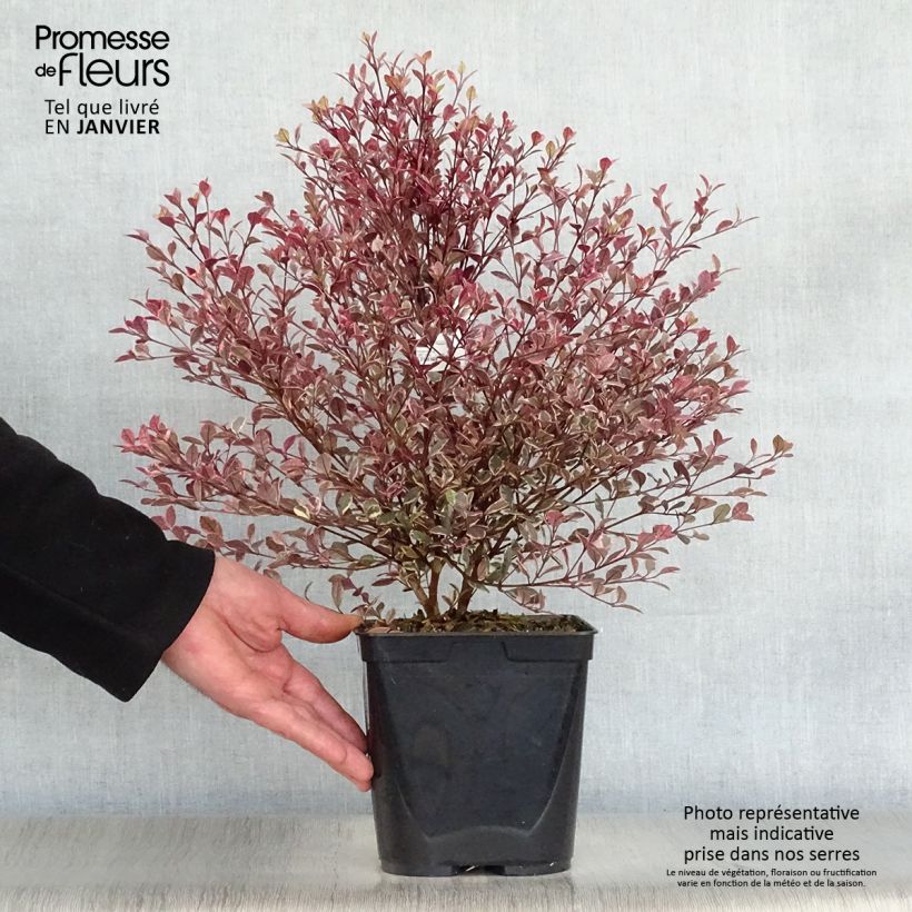 Lophomyrtus Magic dragon - Pequeña estrella Maceta 2L/3L Ejemplar entregado en invierno