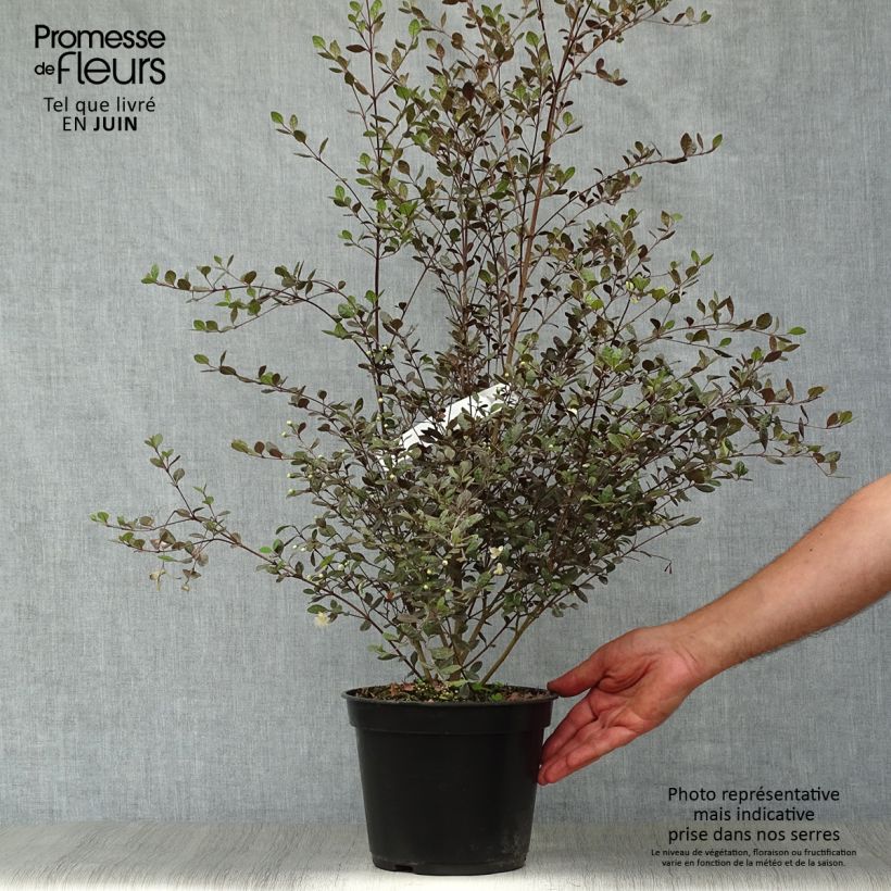 Ejemplar de Lophomyrtus Red dragon - Pequeña estrella Maceta 4L/5L entregado en verano