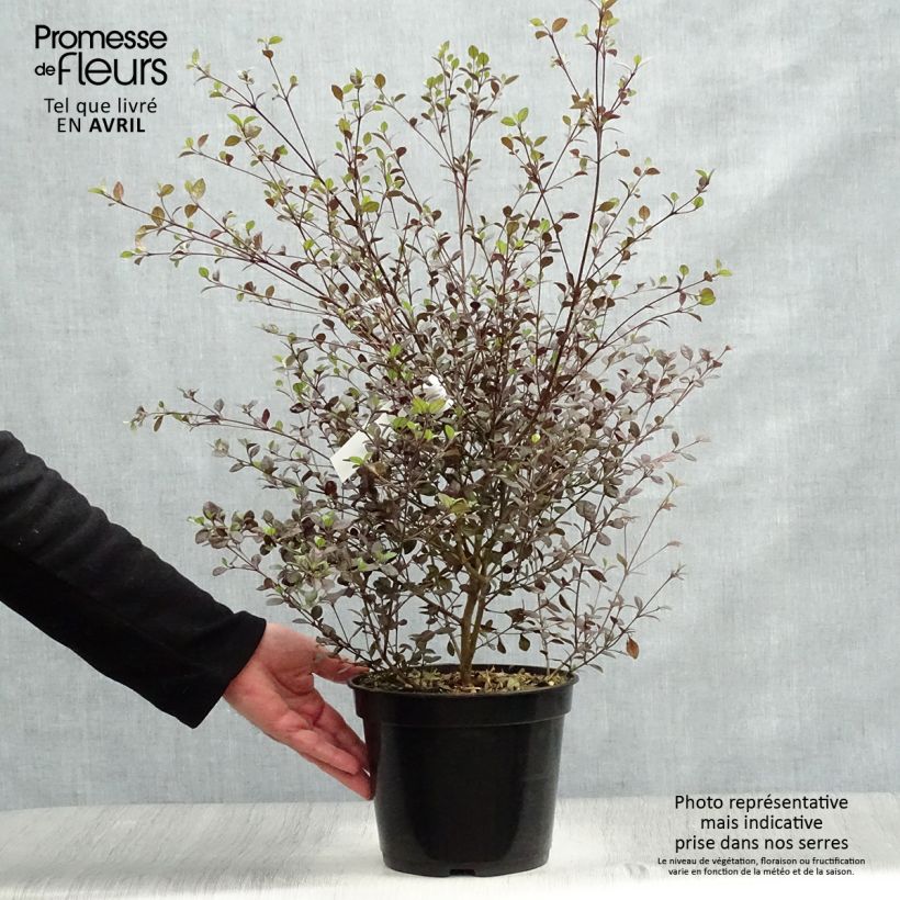 Lophomyrtus Red dragon - Pequeña estrella Maceta 4L/5L Ejemplar entregado en la primavera