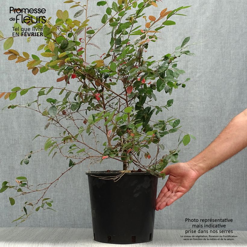 Ejemplar de Loropetalum chinense Fire dance Maceta 7,5L/10L entregado en otoño