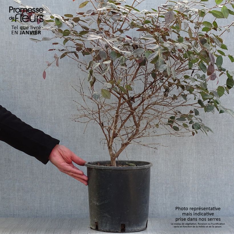 Loropetalum chinense Fire dance Maceta 7,5L/10L Ejemplar entregado en invierno