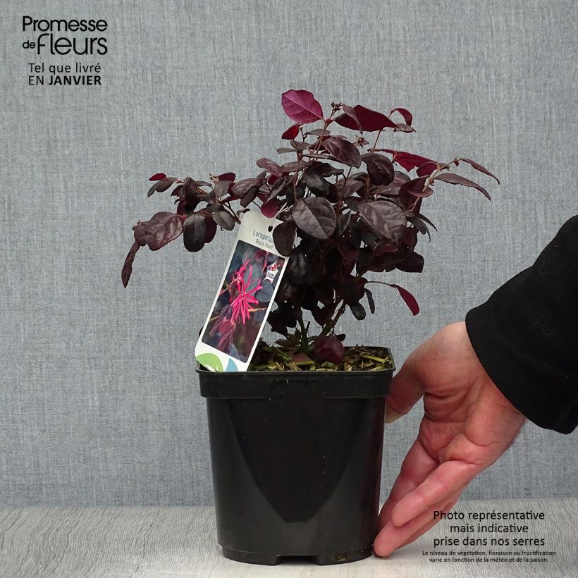 Loropetalum chinense Black Pearl Maceta 1,5L/2L Ejemplar entregado en invierno