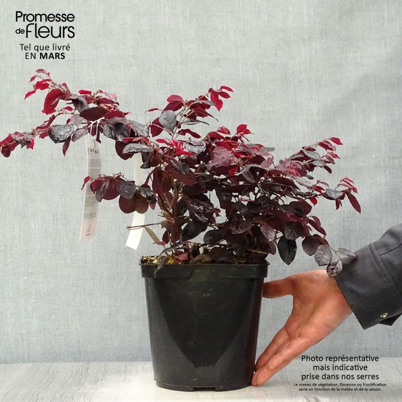 Loropetalum chinense Black Pearl Maceta 1,5L/2L Ejemplar entregado en la primavera