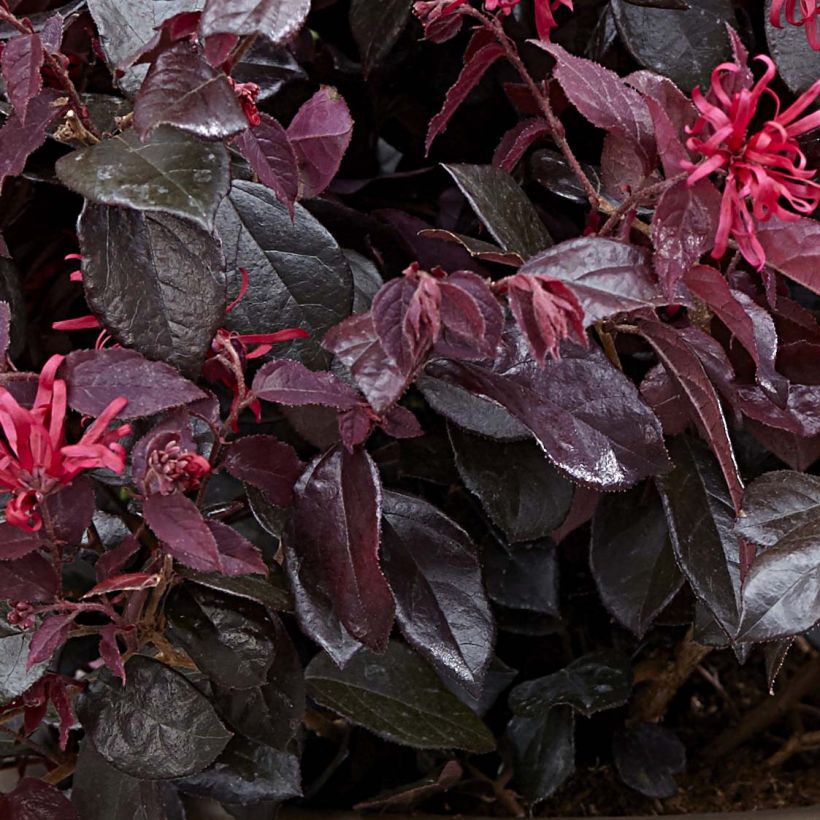 Loropetalum chinense Ever Red (Follaje)