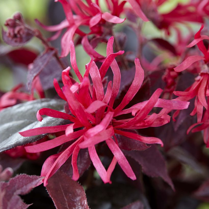 Loropetalum chinense Ever Red (Floración)