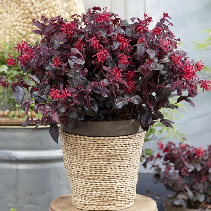 Loropetalum chinense Ever Red (Porte)