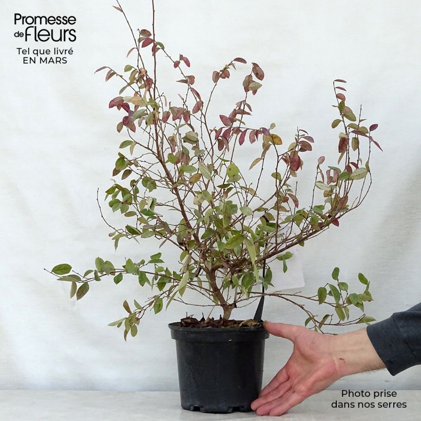 Loropetalum chinense Fire dance Maceta 3L/4L Ejemplar entregado en la primavera