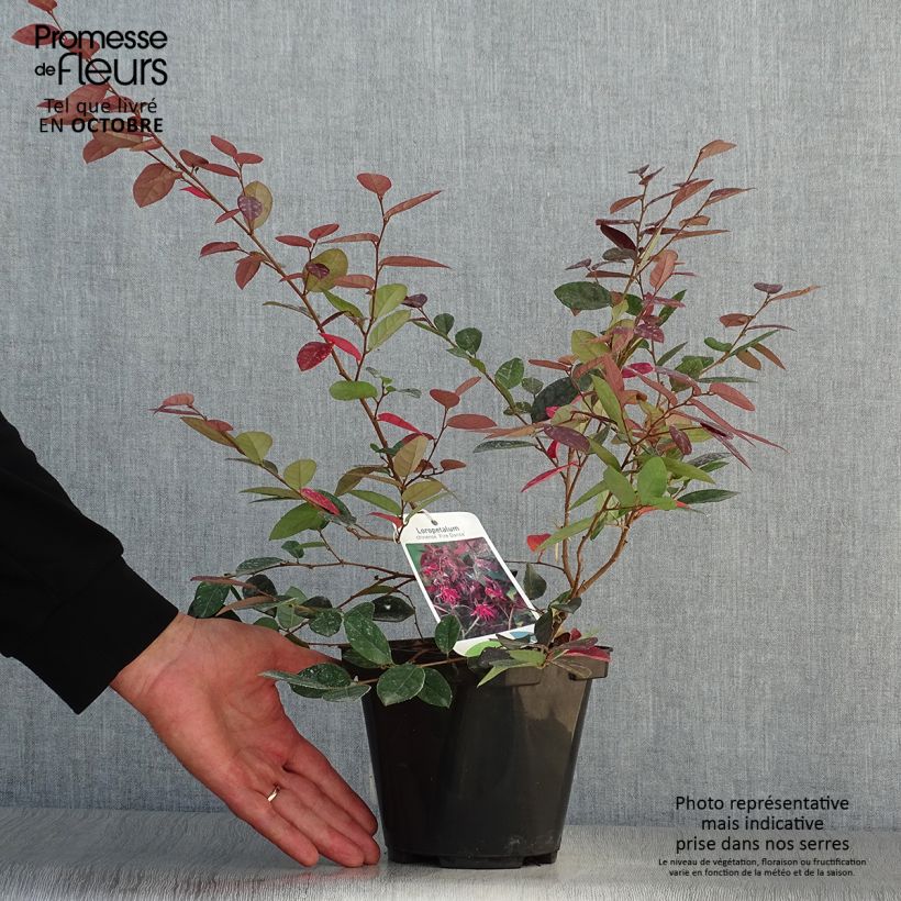 Ejemplar de Loropetalum chinense Fire dance Maceta 3L/4L entregado en otoño