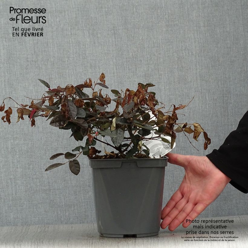 Loropetalum chinense Fire dance Maceta 3L/4L Ejemplar entregado en invierno