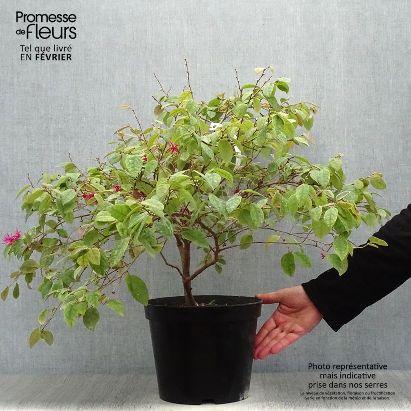 Loropetalum chinense Ming Dynasty Maceta 6L/7L Ejemplar entregado en invierno