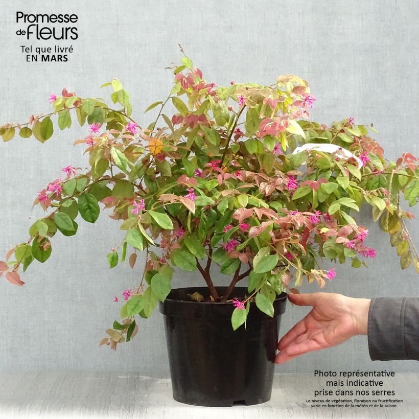 Loropetalum chinense Ming Dynasty Maceta 6L/7L Ejemplar entregado en la primavera