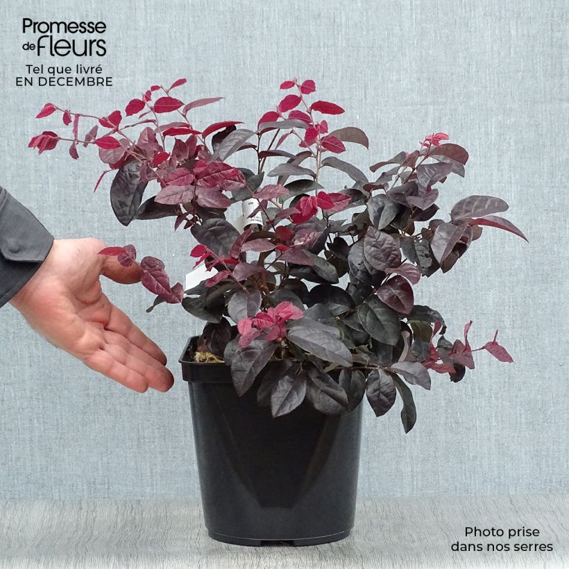 Loropetalum chinense Pipa's Red Maceta 2L/3L Ejemplar entregado en invierno