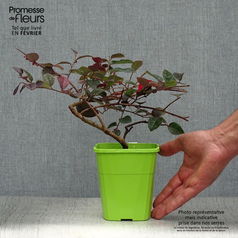 Ejemplar de Loropetalum chinense Plum Gorgeous Maceta 2L/3L entregado en otoño