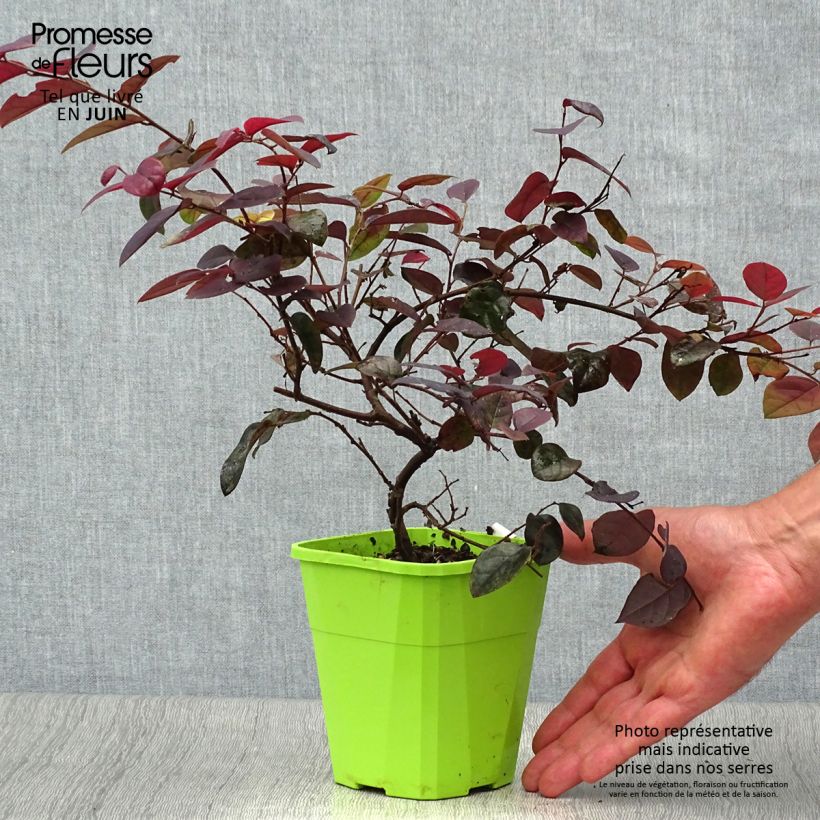 Ejemplar de Loropetalum chinense Plum Gorgeous Maceta 2L/3L entregado en verano