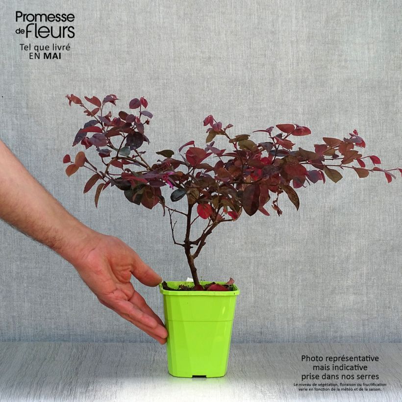 Loropetalum chinense Plum Gorgeous Maceta 2L/3L Ejemplar entregado en la primavera
