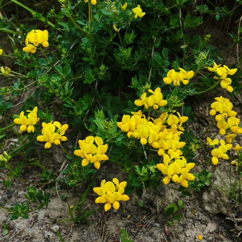 Lotus corniculatus - Zapaticos de la Virgen (Porte)
