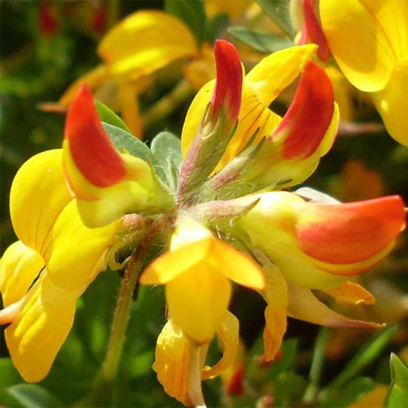 Lotus corniculatus Plenus - Zapaticos de la Virgen (Floración)