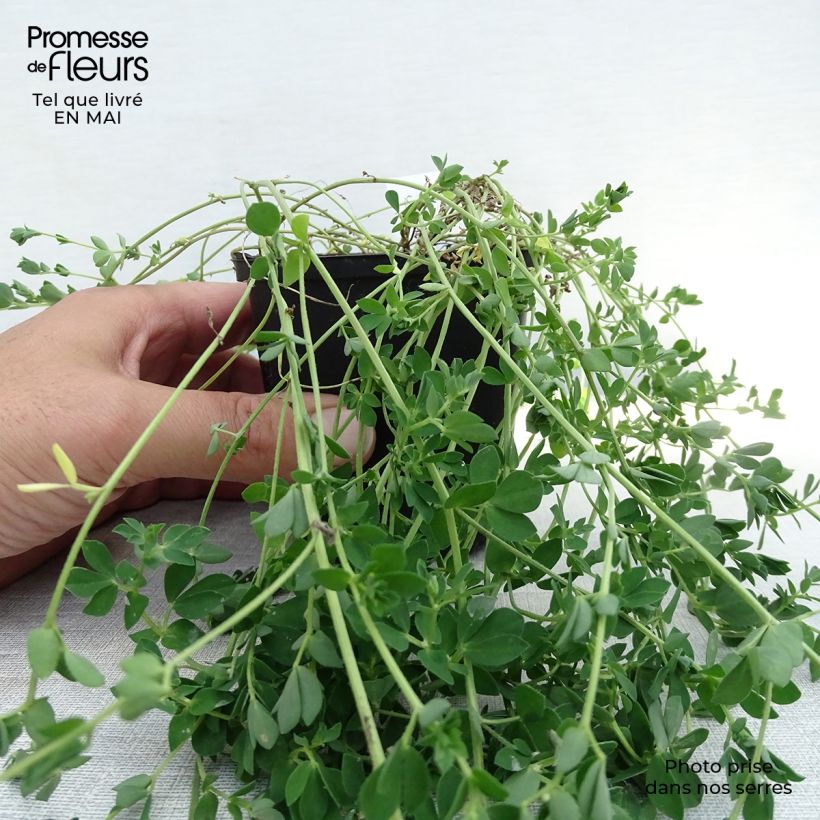 Lotus corniculatus Plenus - Zapaticos de la Virgen Maceta de 8/9 cm Ejemplar entregado en la primavera