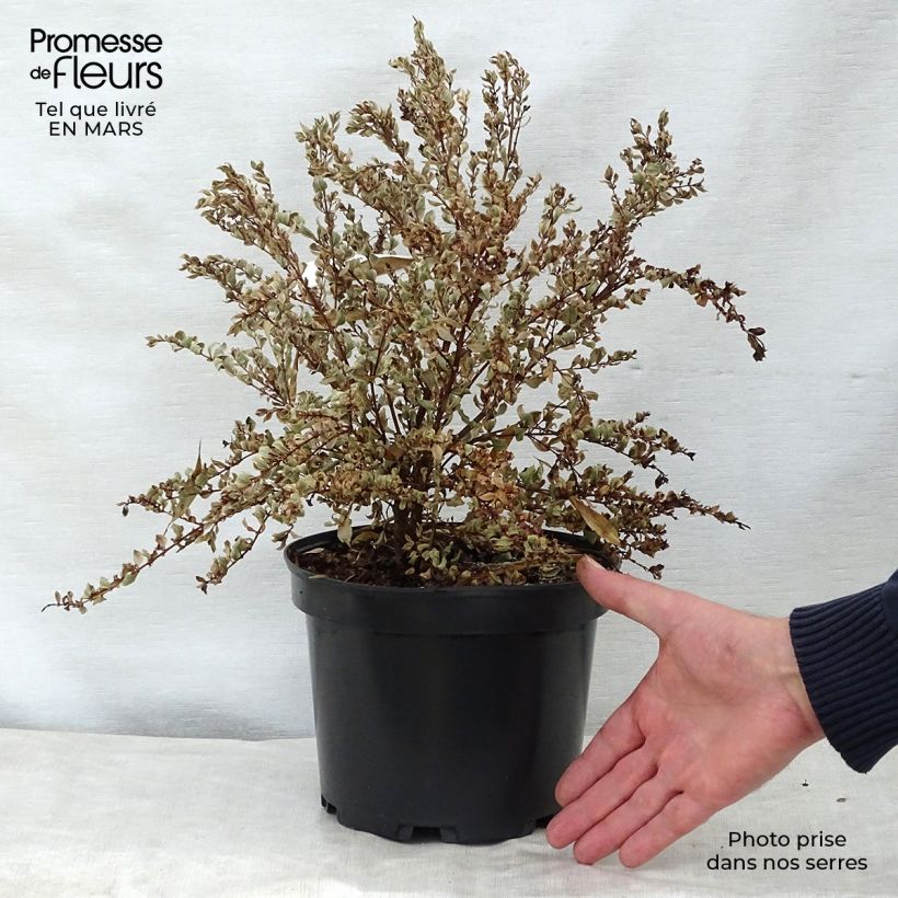 Luma apiculata Glanleam Gold - Arrayán Maceta 3L/4L Ejemplar entregado en la primavera