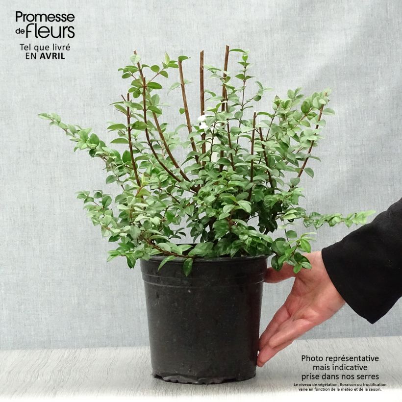 Luma chequen - Chequén Maceta 4L/5L Ejemplar entregado en la primavera