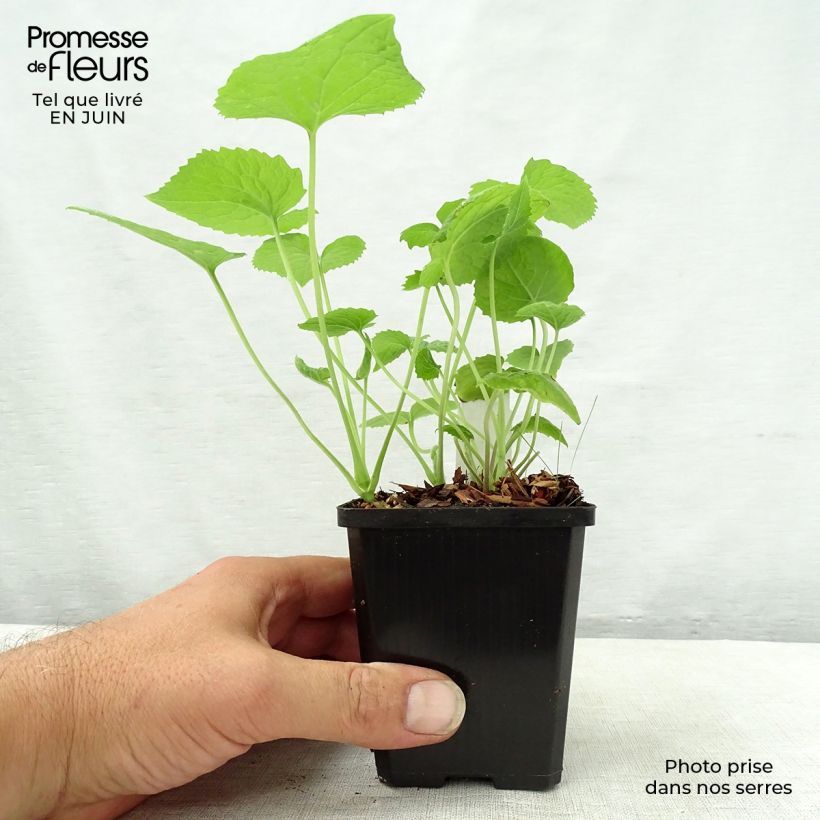 Ejemplar de Lunaria rediviva - Lunaria perenne Maceta de 8/9 cm entregado en verano