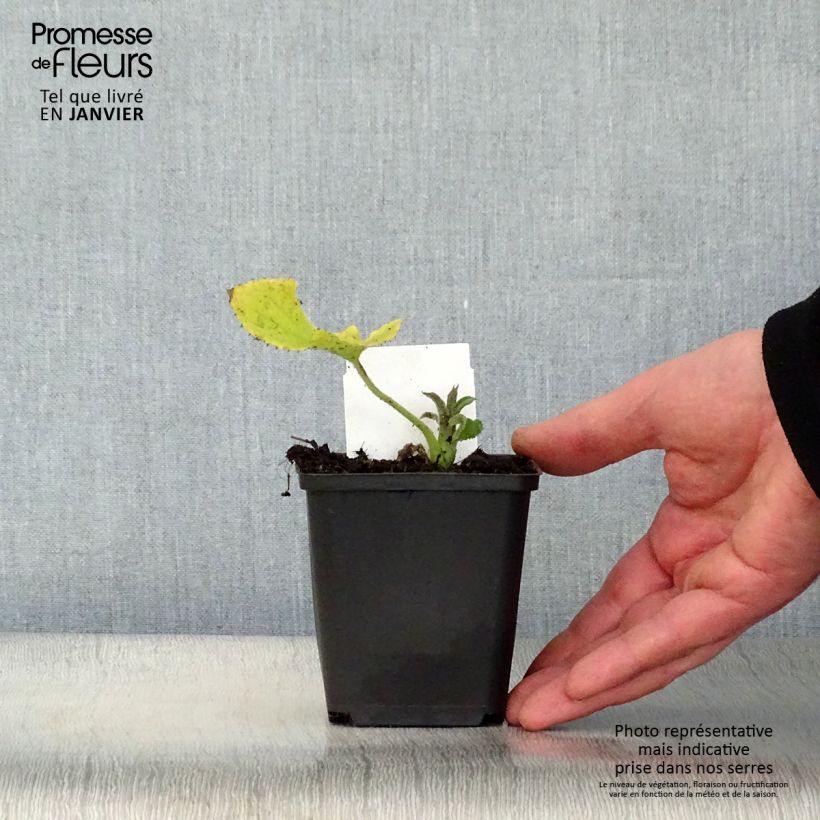 Lunaria rediviva - Lunaria perenne Maceta de 8/9 cm Ejemplar entregado en invierno