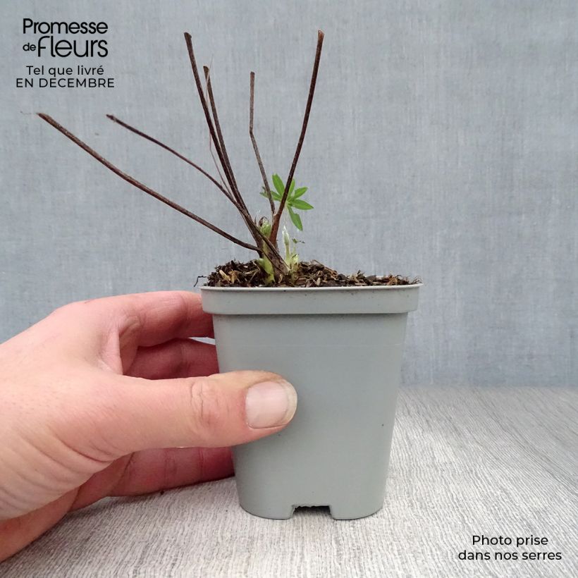 Altramuz Gallery Blue Maceta de 8/9 cm Ejemplar entregado en invierno