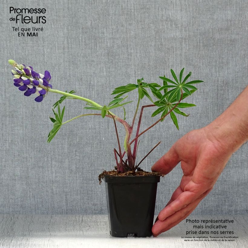 Altramuz Gallery Blue Maceta de 8/9 cm Ejemplar entregado en la primavera