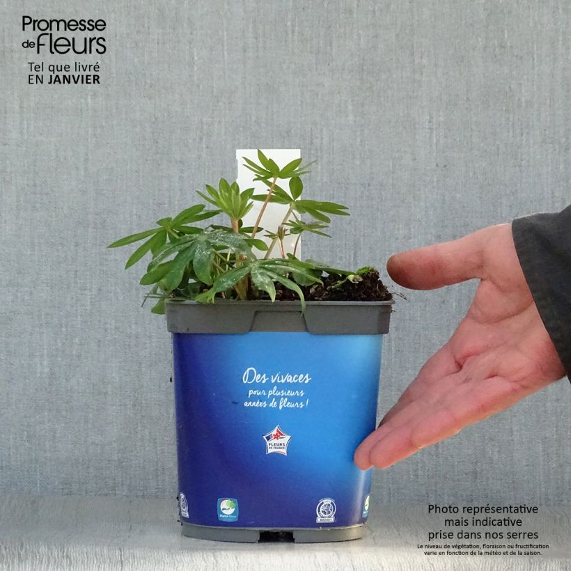 Altramuz Gallery Blue Maceta 2L/3L Ejemplar entregado en invierno