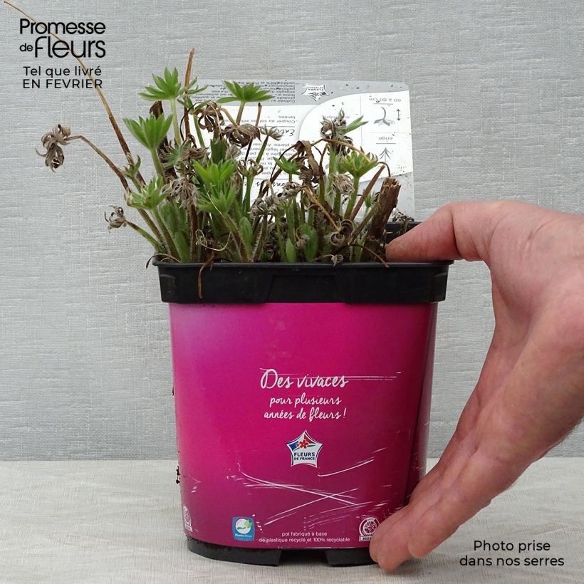 Altramuz Gallery Pink Maceta 2L/3L Ejemplar entregado en invierno