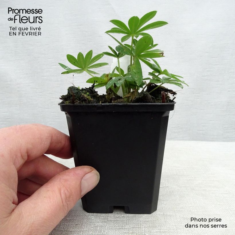 Altramuz Gallery Pink Maceta de 8/9 cm Ejemplar entregado en invierno