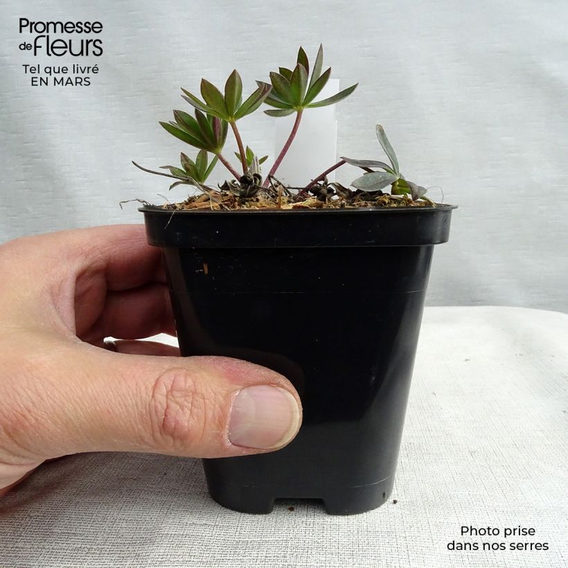 Altramuz Gallery Red Maceta de 8/9 cm Ejemplar entregado en la primavera