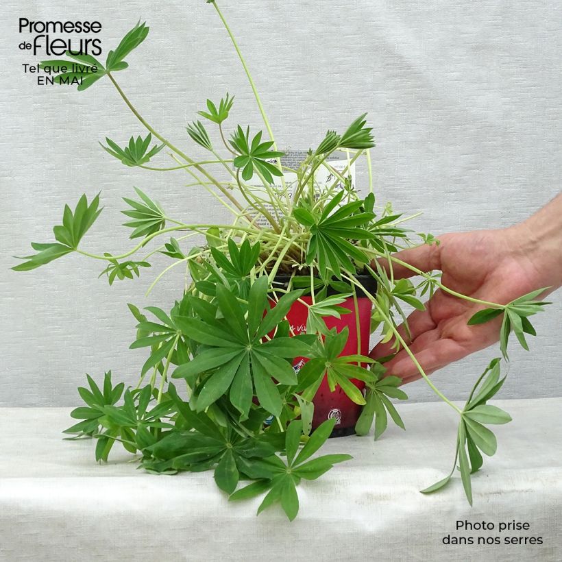 Altramuz Gallery Red Maceta 2L/3L Ejemplar entregado en la primavera