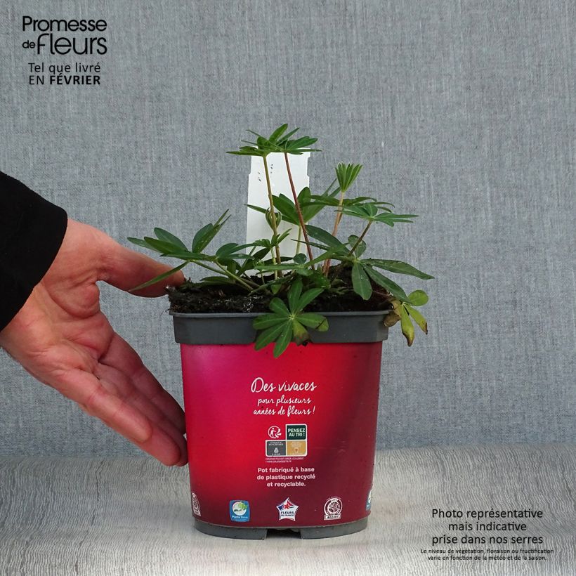 Altramuz Gallery Red Maceta 2L/3L Ejemplar entregado en invierno