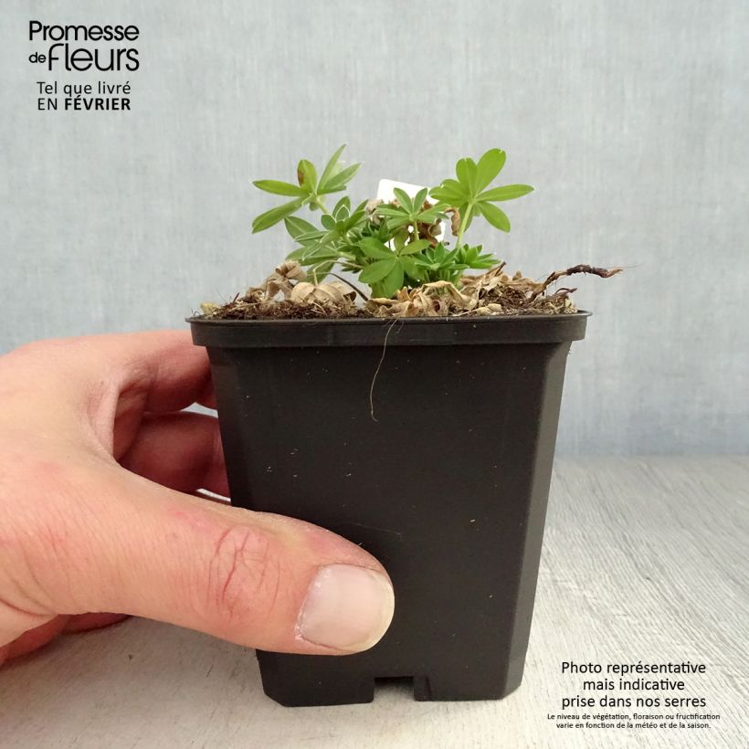 Altramuz Gallery White Maceta de 8/9 cm Ejemplar entregado en invierno