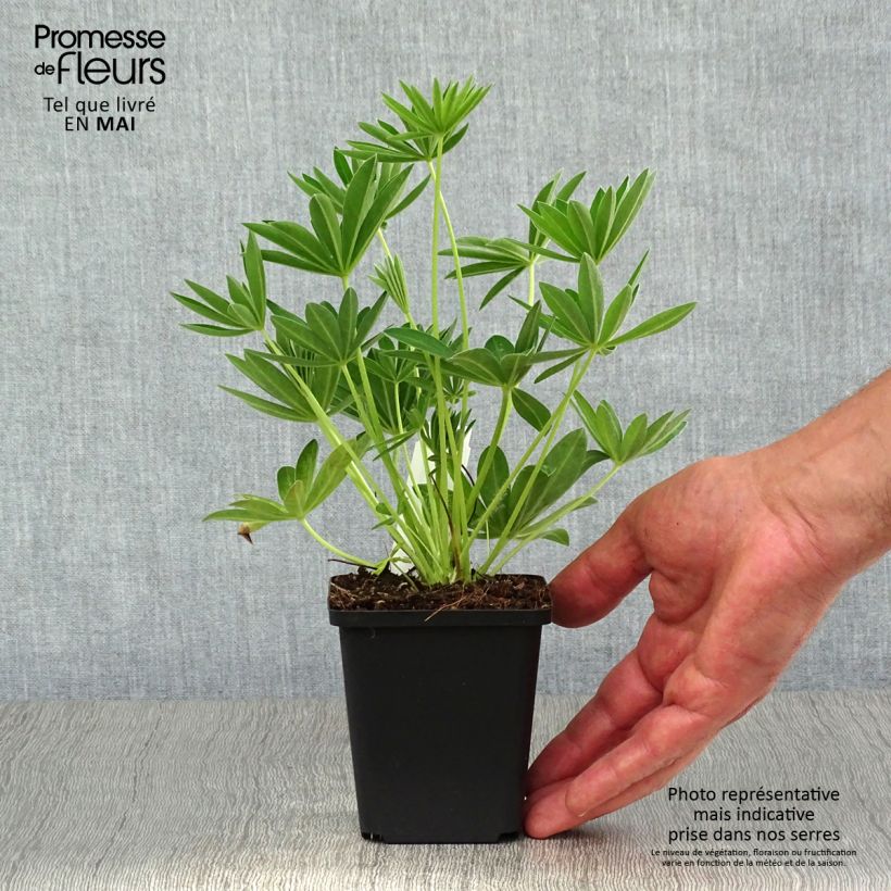 Altramuz Gallery White Maceta de 8/9 cm Ejemplar entregado en la primavera