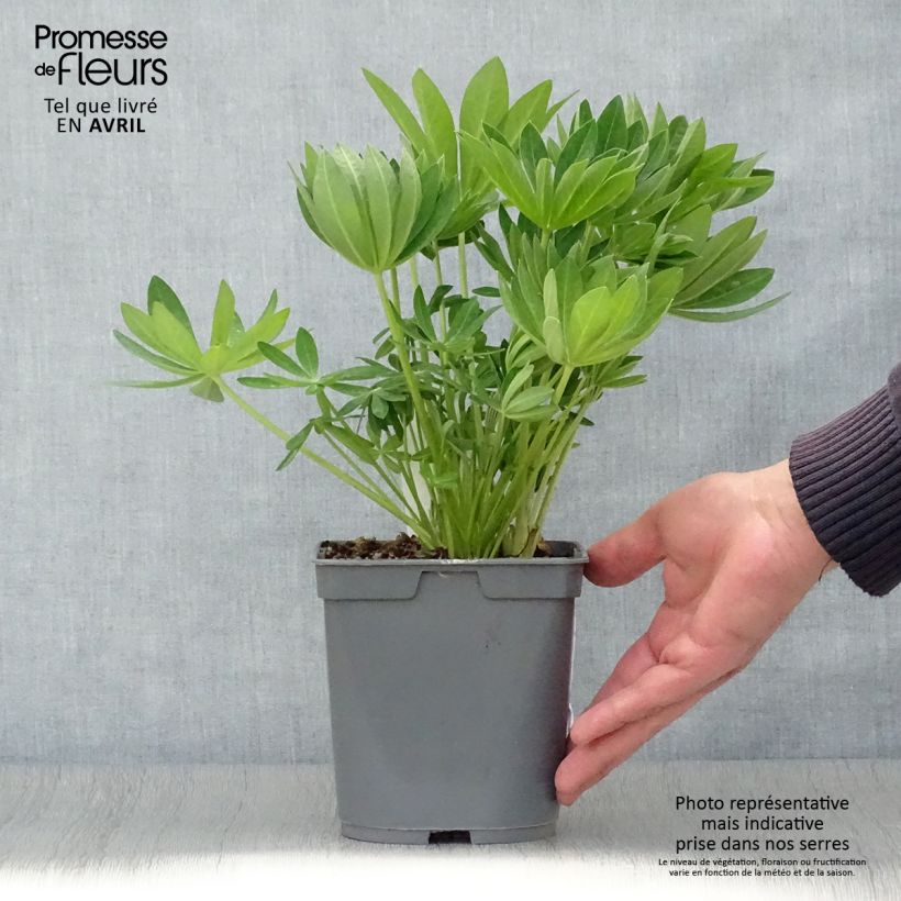 Altramuz Gallery White Maceta 2L/3L Ejemplar entregado en la primavera